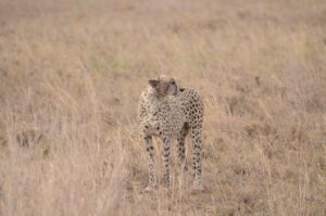 Serengeti National Park