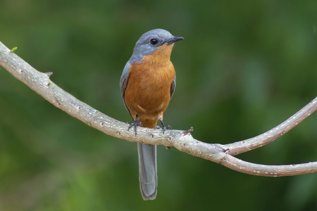Uganda Bird Watching Tour – 9 days